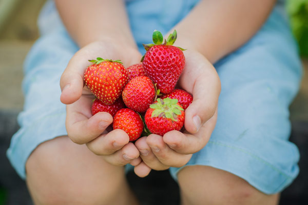 child holding locally-grown strawberries